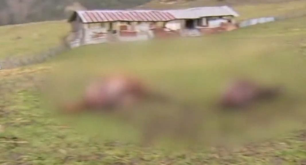 Γρεβενά:  Σοκάρουν οι εικόνες από την κτηνωδία με τα τεμαχισμένα άλογα - «Ένα σφαγείο, ένα μακελειό»