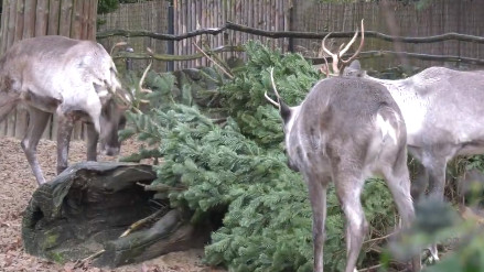 Βερολίνο: Πώς ο ζωολογικός κήπος χρησιμοποίησε τα χριστουγεννιάτικα δέντρα που έμειναν απούλητα