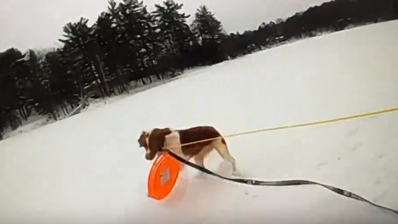 Μίσιγκαν: Σκύλος «φύλακας άγγελος» - Πώς βοήθησε να σωθεί ο ιδιοκτήτης που έπεσε σε παγωμένη λίμνη