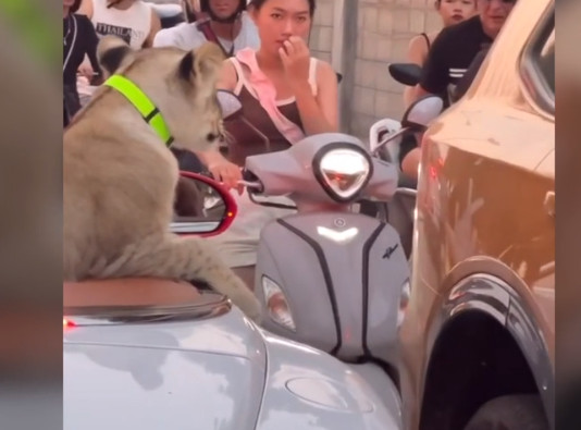 Ταϊλάνδη: Γυναίκα κινδυνεύει με φυλάκιση επειδή έβγαλε βόλτα το λιοντάρι της