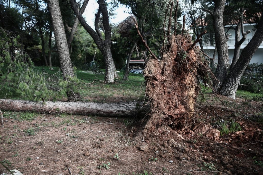 Κακοκαιρία: Κλήσεις για πτώσεις δέντρων στην Αττική δέχθηκε η Πυροσβεστική