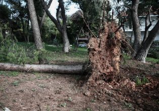 Κακοκαιρία: Κλήσεις για πτώσεις δέντρων στην Αττική δέχθηκε η Πυροσβεστική