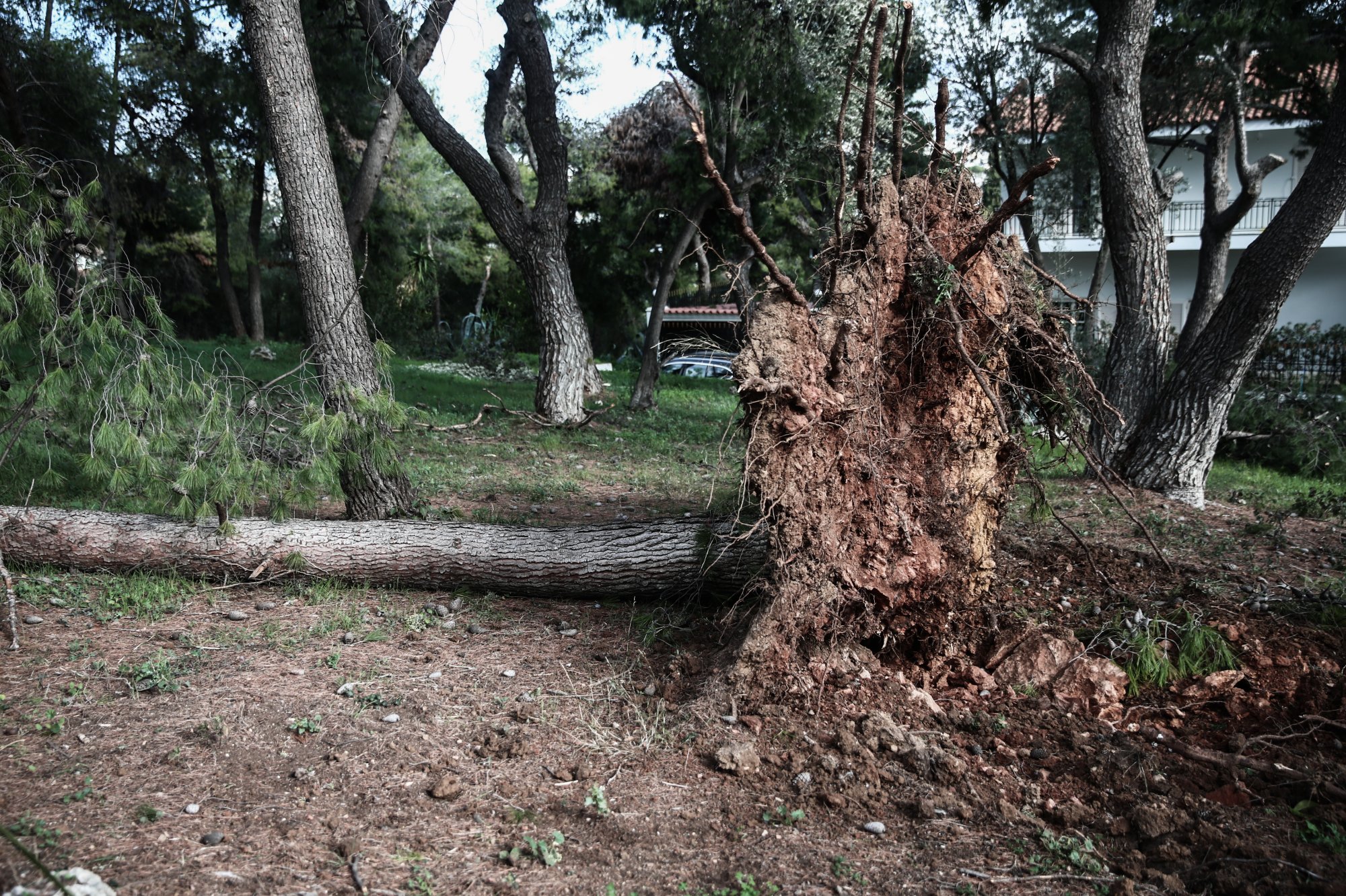 Κακοκαιρία: Κλήσεις για πτώσεις δέντρων στην Αττική δέχθηκε η Πυροσβεστική