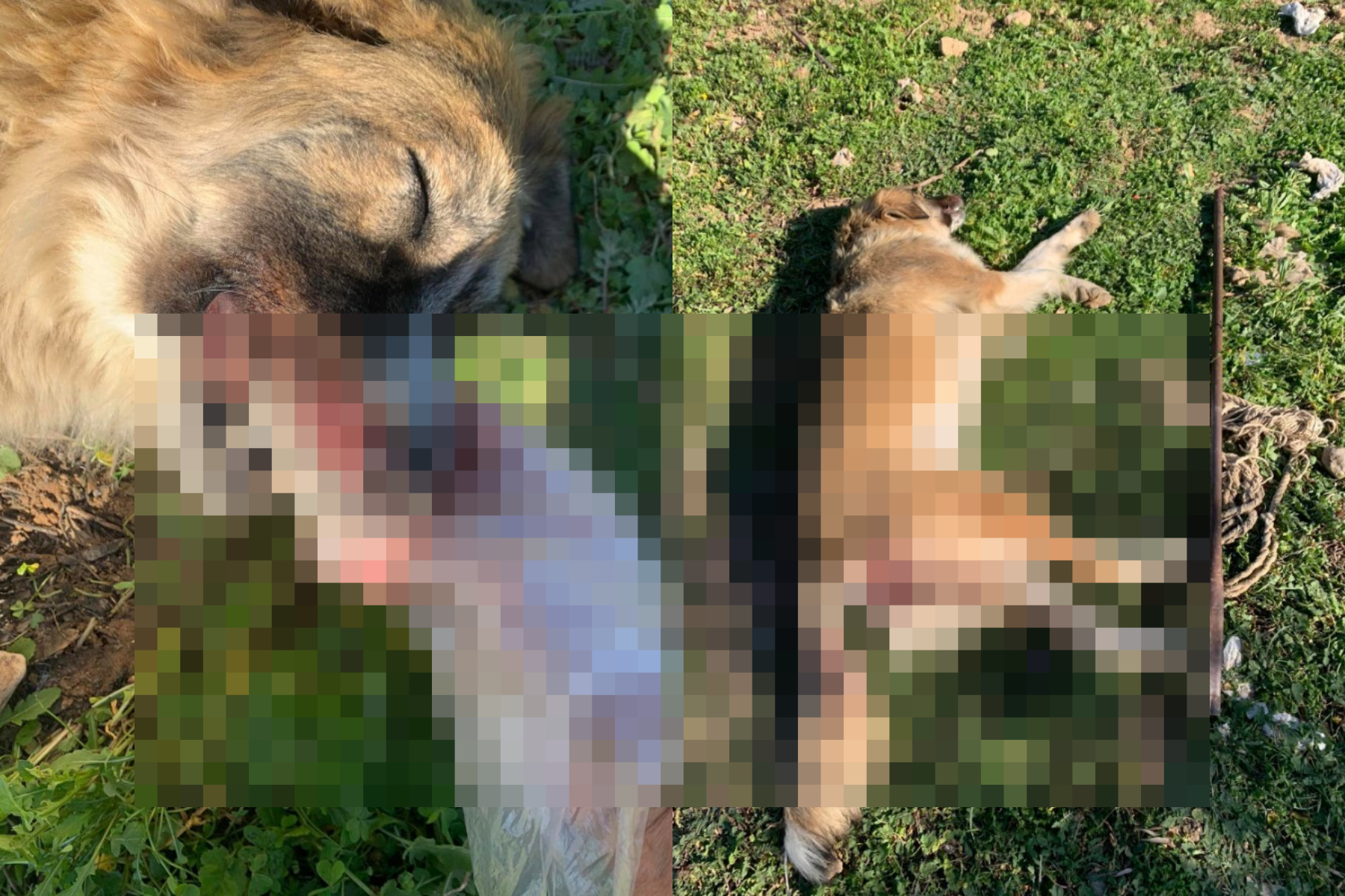 Μέγαρα: Εισαγγελική παρέμβαση για την κακοποίηση και δολοφονία αδέσποτης σκυλίτσας