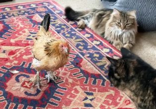 Πέθανε η Πίνατ, η γηραιότερη κότα στον κόσμο