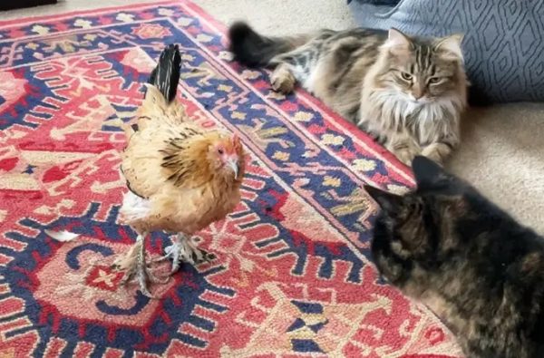 Πέθανε η Πίνατ, η γηραιότερη κότα στον κόσμο