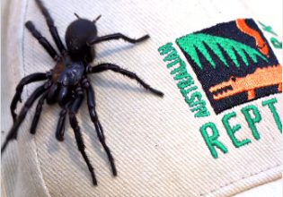 Αυστραλία: Στο Πάρκο Ερπετών ο «Ηρακλής», η μεγαλύτερη πιο φονική αράχνη στον κόσμο