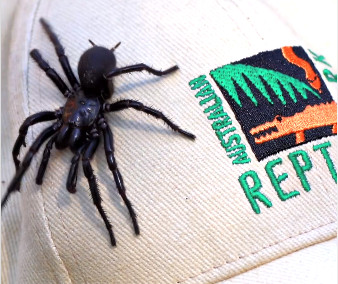 Αυστραλία: Στο Πάρκο Ερπετών ο «Ηρακλής», η μεγαλύτερη πιο φονική αράχνη στον κόσμο