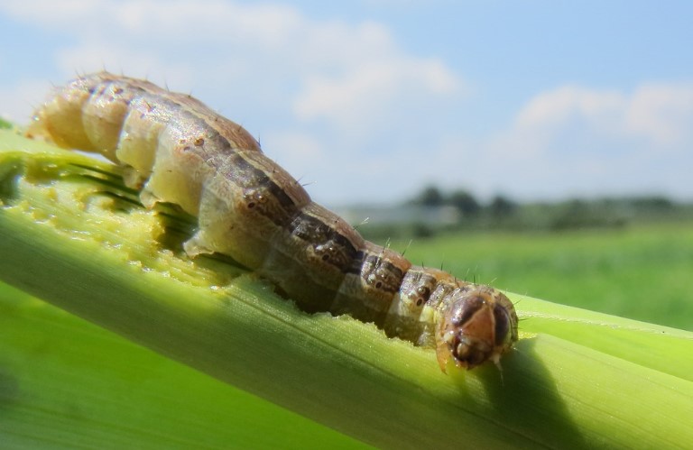 Spodoptera frugiperda: Πώς θα αντιμετωπίσετε το καταστρεπτικό παράσιτο