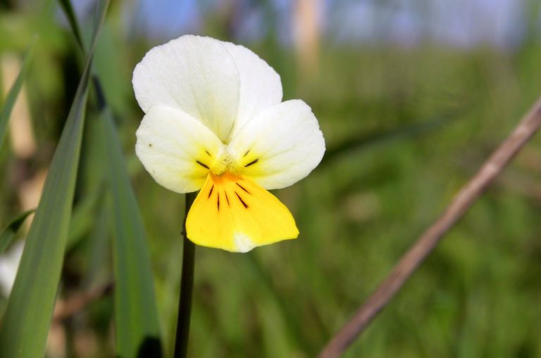 Η τραγωδία μιας βιολέτας που στερήθηκε το σεξ