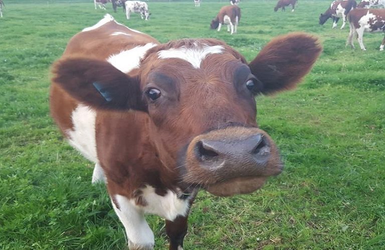 Άρση απαγόρευσης εξαγωγής ζώων στη Σαουδική Αραβία