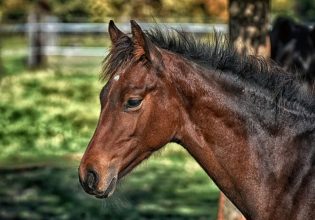 Γρεβενά: Πυροβόλησαν, σκότωσαν και τεμάχισαν πέντε άλογα