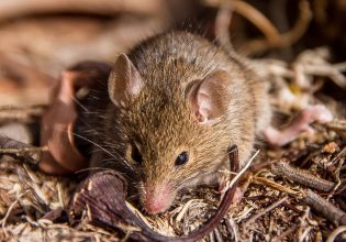 Αντέχινος: Ποντίκι πεθαίνει στο σεξ – Δεν κοιμάται για να αναπαραχθεί