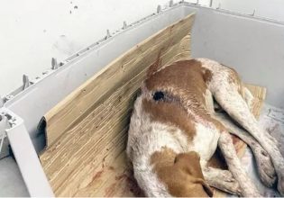 Αχαΐα: Πυροβόλησαν κυνηγόσκυλο εξ επαφής δύο φορές – Κρίσιμη η κατάστασή του