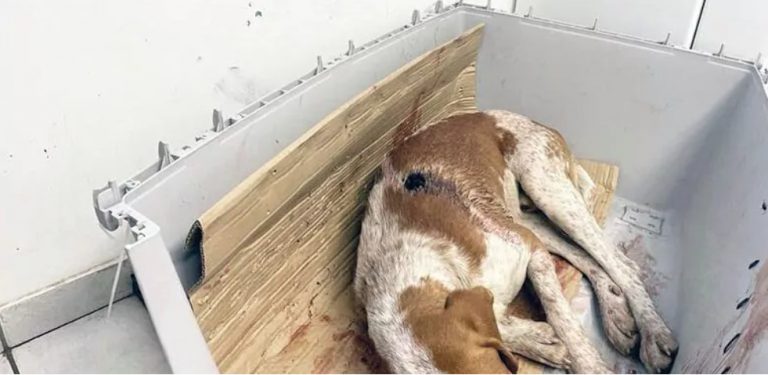 Αχαΐα: Πυροβόλησαν κυνηγόσκυλο εξ επαφής δύο φορές – Κρίσιμη η κατάστασή του