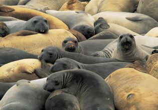 Αργεντινή: Η γρίπη των πτηνών εξόντωσε μια ολόκληρη γενιά θαλάσσιων ελεφάντων