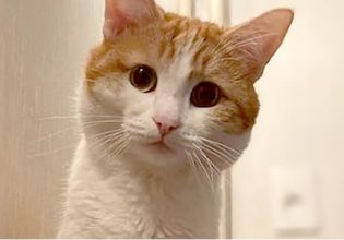 Ρωσία: Ελεγκτής πέταξε γάτα από το τρένο μέσα στα χιόνια – Πέθανε από το κρύο