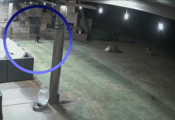 Βίντεο: Ατρόμητη γάτα σώζει σκύλο λίγο πριν τον κατασπαράξουν πεινασμένα κογιότ