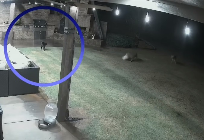 Βίντεο: Ατρόμητη γάτα σώζει σκύλο λίγο πριν τον κατασπαράξουν πεινασμένα κογιότ