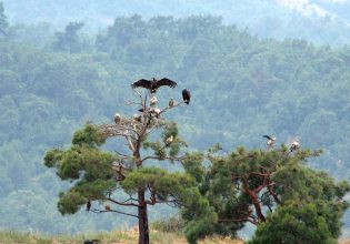 Δαδιά: Τεχνητές φωλιές για τους πυρόπληκτους μαυρόγυπες