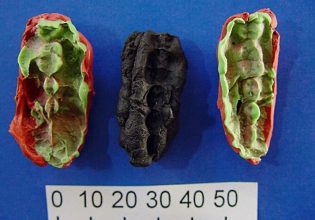 Τι μαρτυρά για την Εποχή του Λίθου μια προϊστορική μασημένη τσίχλα