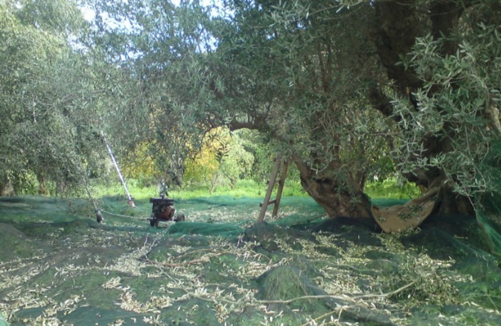 Ηράκλειο: Μπήκαν σε λιόφυτο, έκλεψαν τους κορμούς των δέντρων και άφησαν τα κλαδιά