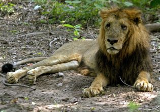 Λωρίδας της Γάζας: Τα άγρια ζώα λιμοκτονούν στον ζωολογικό κήπο του θύλακα