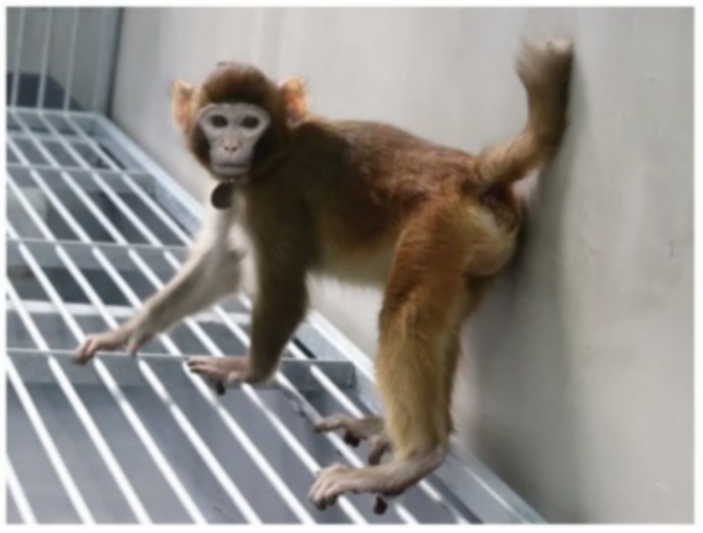 Κίνα: Κλωνοποίησαν πίθηκο – Επιστημονική αντίδραση για τυχόν κλωνοποίσηση ανθρώπου