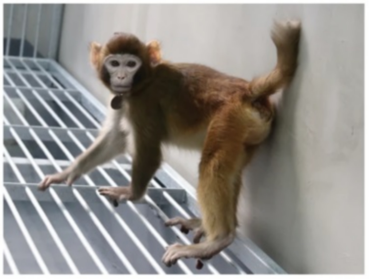 Κίνα: Κλωνοποίησαν πίθηκο - Επιστημονική αντίδραση για τυχόν κλωνοποίσηση ανθρώπου