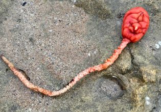 «Μοιάζει με εξωγήινο» – Μυστηριώδες πλάσμα ξεβράστηκε σε ακτή στην Αυστραλία