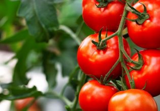 «Η Ευρώπη τρώει ντομάτα από το Μαρόκο»