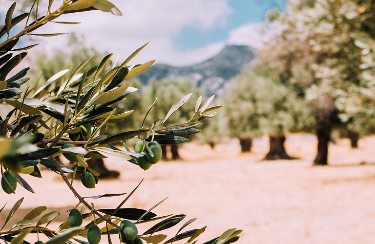 Ελιά: Πώς εκδηλώνεται η Βερτισιλλίωση – Τα συμπτώματα