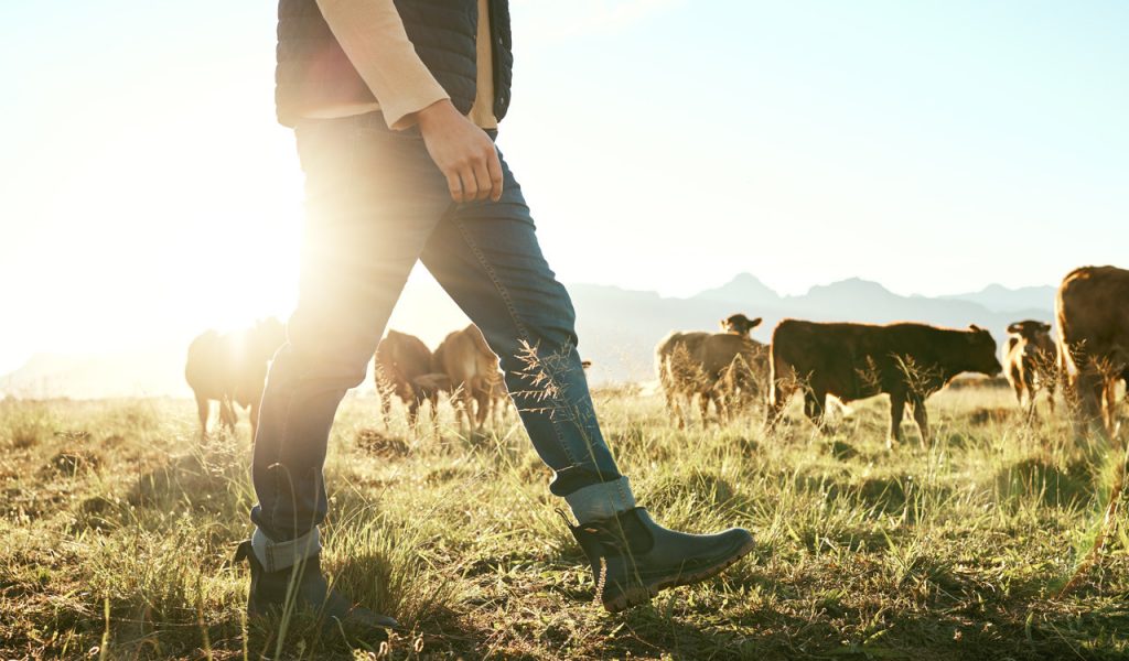 Κτηνοτροφία: Έρχονται τα κτηνοτροφικά πάρκα –  Οι υποχρεώσεις των κτηνοτρόφων