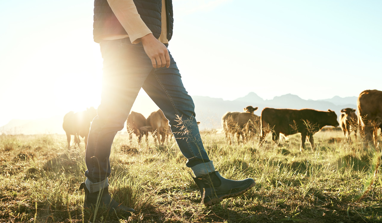 Κτηνοτροφία: Έρχονται τα κτηνοτροφικά πάρκα -  Οι υποχρεώσεις των κτηνοτρόφων