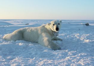 Πρώτο επιβεβαιωμένο κρούσμα γρίπης των πτηνών σε πολική αρκούδα