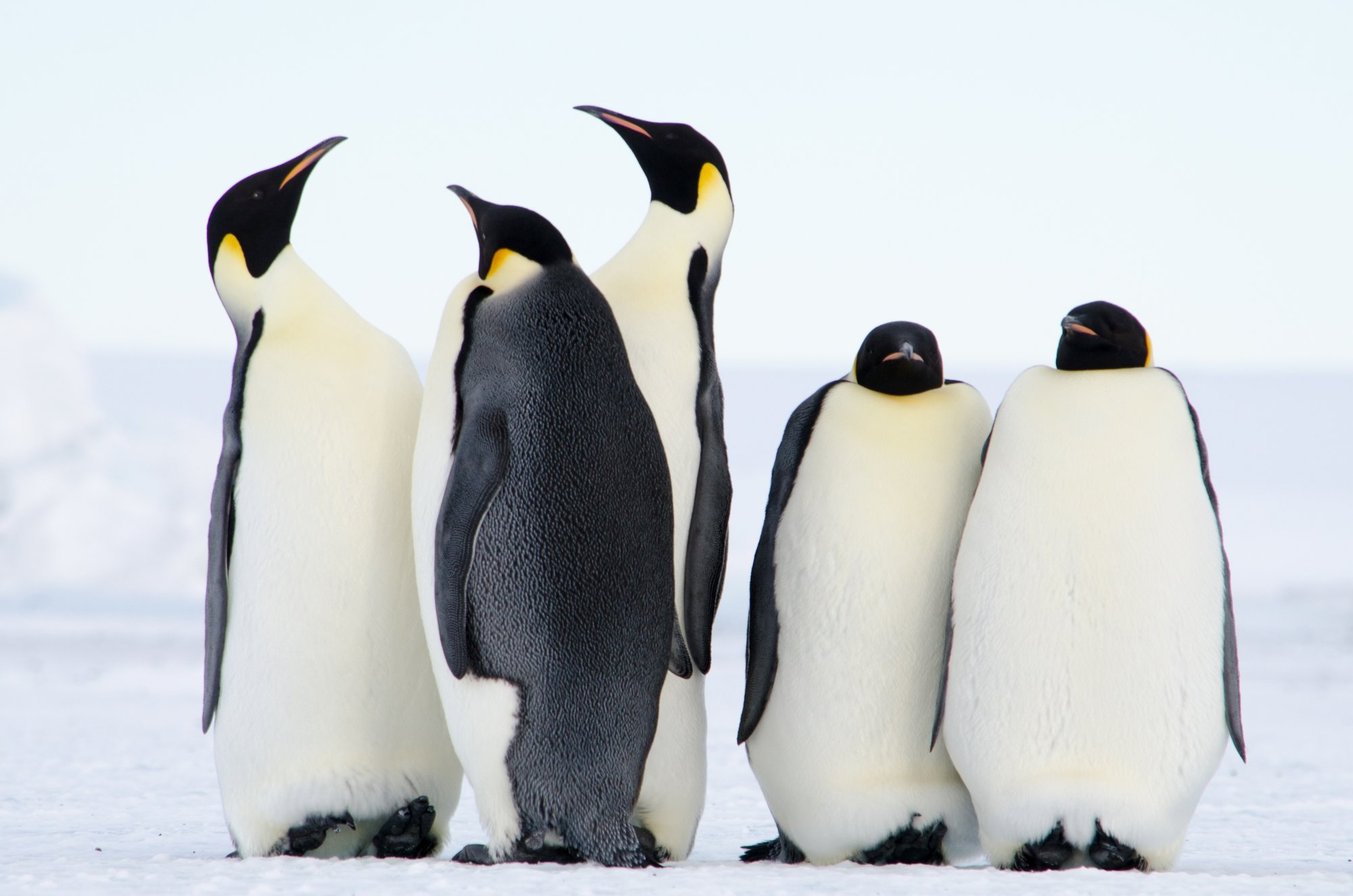 Άγνωστες αποικίες αυτοκρατορικών πιγκουίνων ανακαλύφθηκαν χάρη στις κουτσουλιές