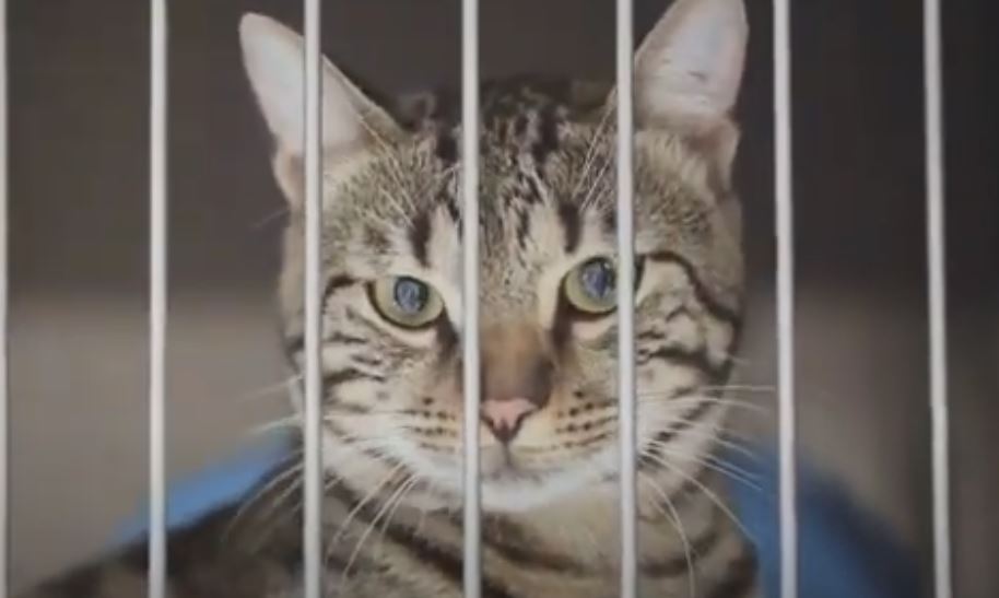Όταν οι γάτες γέμισαν τη φυλακή οι κρατούμενοι άλλαξαν συνήθειες