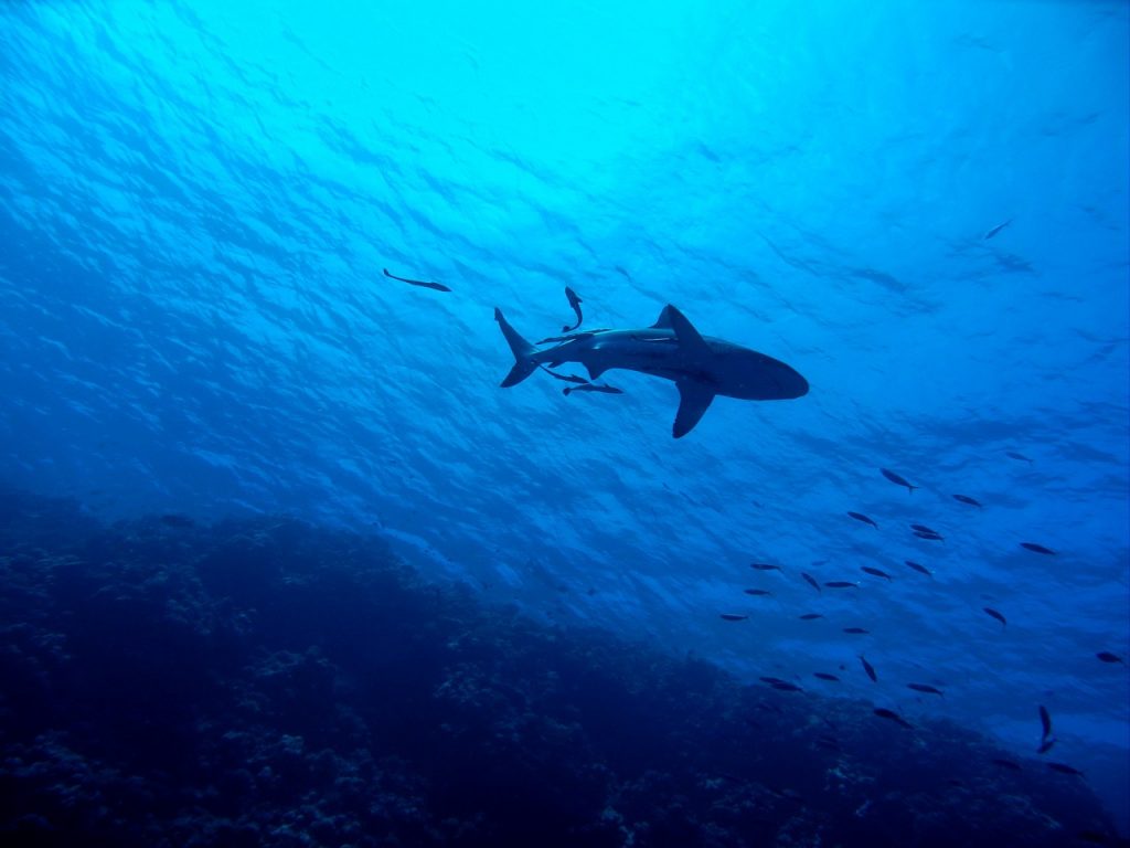 Αυστραλία: Επίθεση καρχαρία σε 29χρονη στο λιμάνι του Σίδνεϊ – Η σωτήρια επέμβαση κτηνιάτρου