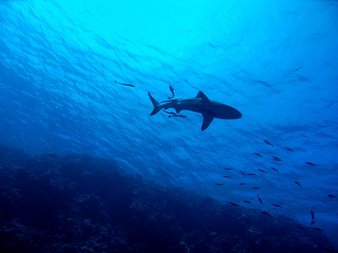 Αυστραλία: Επίθεση καρχαρία σε 29χρονη στο λιμάνι του Σίδνεϊ - Η σωτήρια επέμβαση κτηνιάτρου