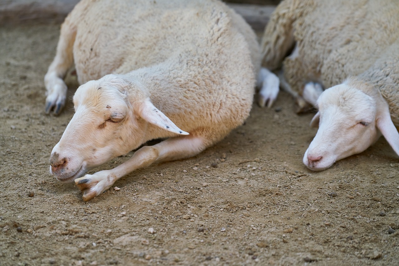 Φθιώτιδα: Αυξάνουν τα κρούσματα ευλογιάς προβάτου – Σε αδιέξοδο οι κτηνοτρόφοι