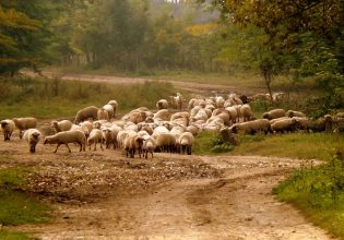 ΕΛΓΟ Δήμητρα: Αναστολή της πληρωμής της ειδικής εισφοράς κρέατος – Ποιους αφορά
