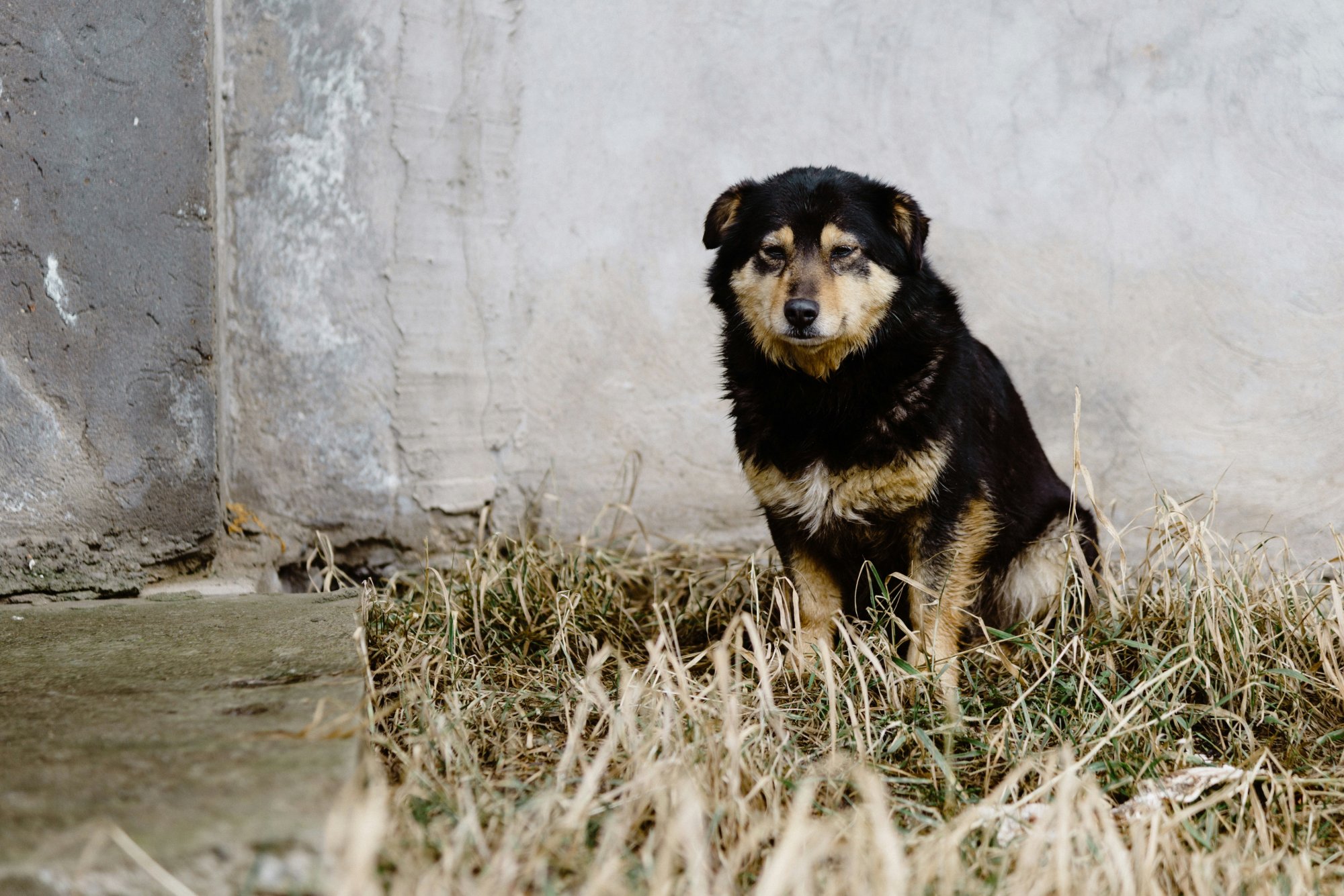 Κρήτη: Πρόστιμο χιλιάδων ευρώ σε νεαρούς που κρέμασαν σκύλο σε στάνη