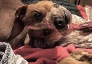 Η viral οπτική ψευδαίσθηση που έχει μπερδέψει τα social media – «Πόνεσε το μυαλό μου»