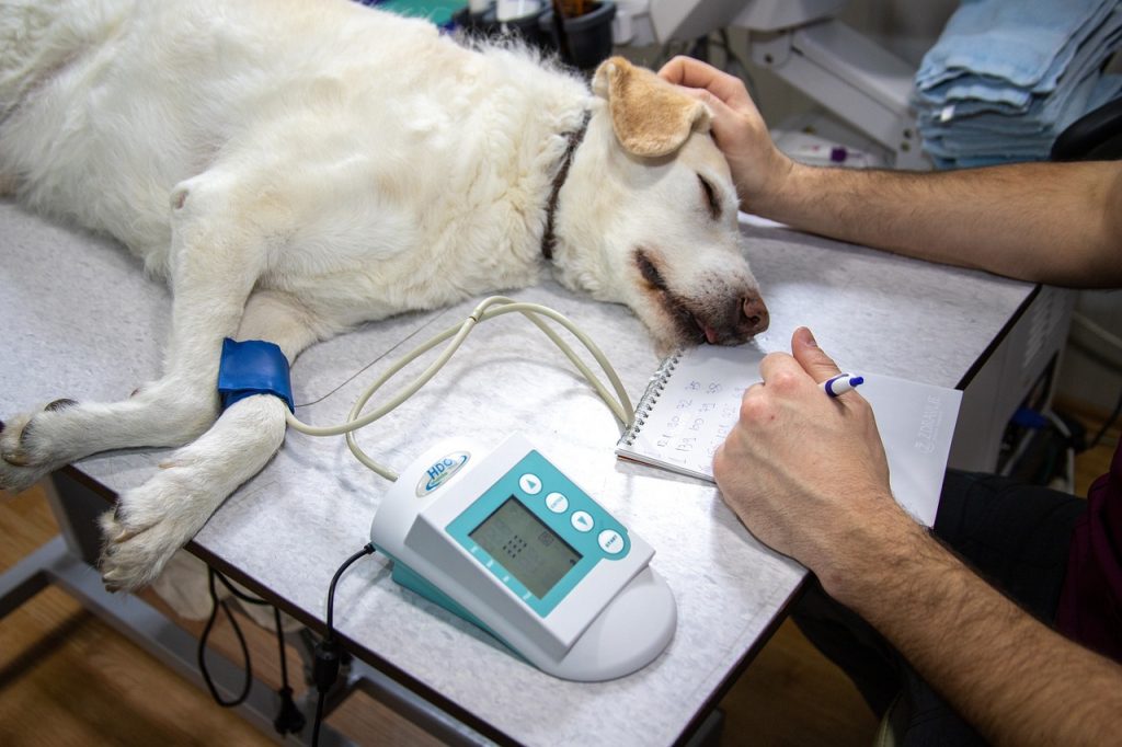 Απεργούν σήμερα οι κτηνίατροι – Αντιδρούν για την υποχρεωτική στείρωση των ζώων συντροφιάς