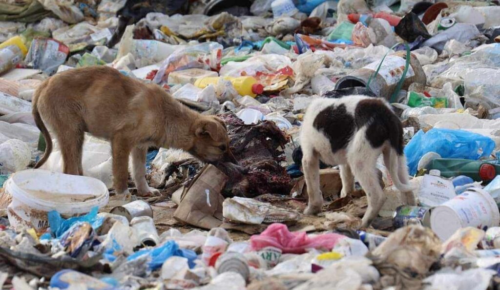 Ξάνθη: Εκατοντάδες φοβισμένα και υποσιτισμένα σκυλιά ζουν στη χωματερή - Αποκαρδιωτικές εικόνες