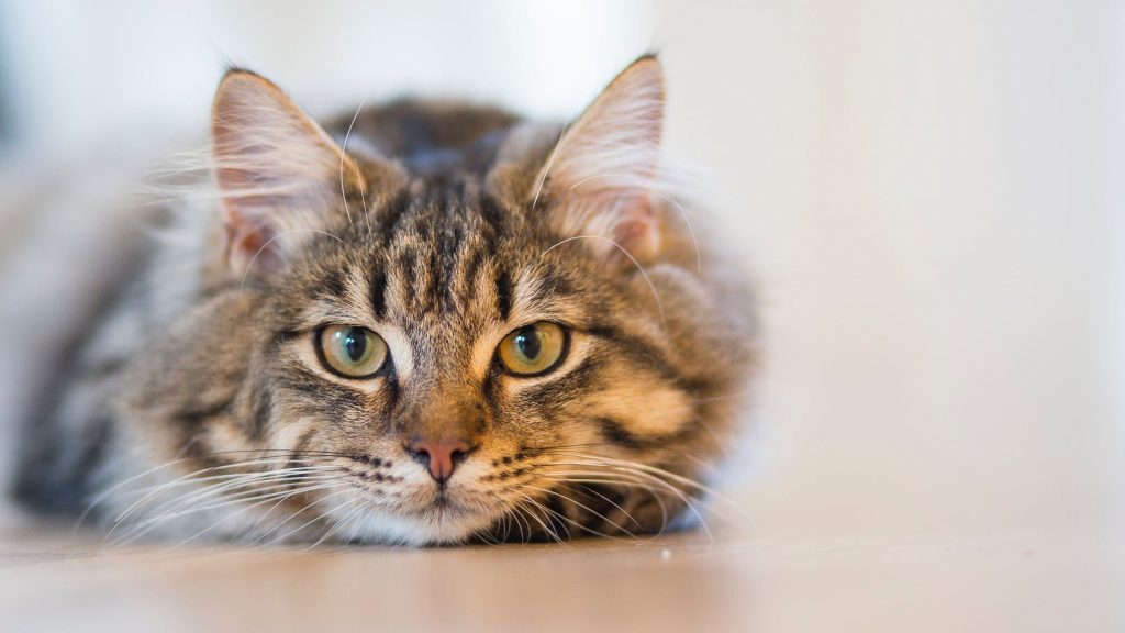 Πόσους ήχους μπορεί να βγάλει μια γάτα – Δέκα ιδιαιτερότητες που την κάνουν ξεχωριστή