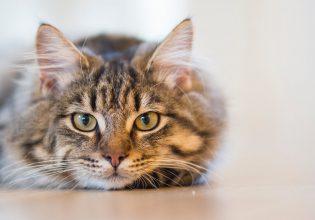 Πόσους ήχους μπορεί να βγάλει μια γάτα – Δέκα ιδιαιτερότητες που την κάνουν ξεχωριστή