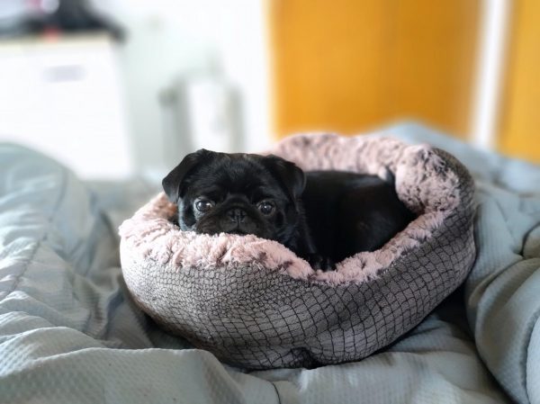 Ο σκύλος της φυλής Παγκ είναι «πηγή» χαράς και ευτυχίας