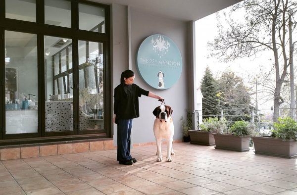 Ο προστάτης, παιχνιδιάρης, πανέξυπνος και γιγαντιαίων διαστάσεων σκύλος Αγίου Βερνάρδου