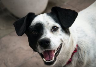 Ο ρόλος της επιβράβευσης στην ενίσχυση ή εξάλειψη συμπεριφορών του σκύλου